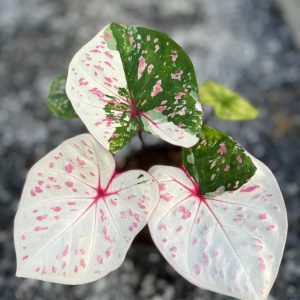 Caladium