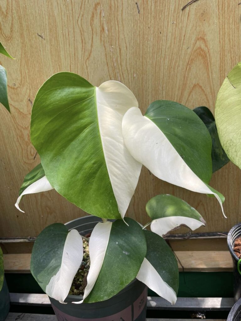 Monstera albo halfmoon - ảnh sưu tầm