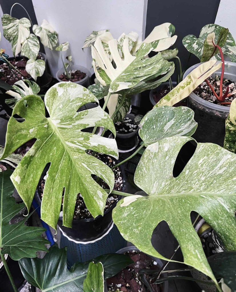 Monstera Platinum - Ảnh sưu tầm